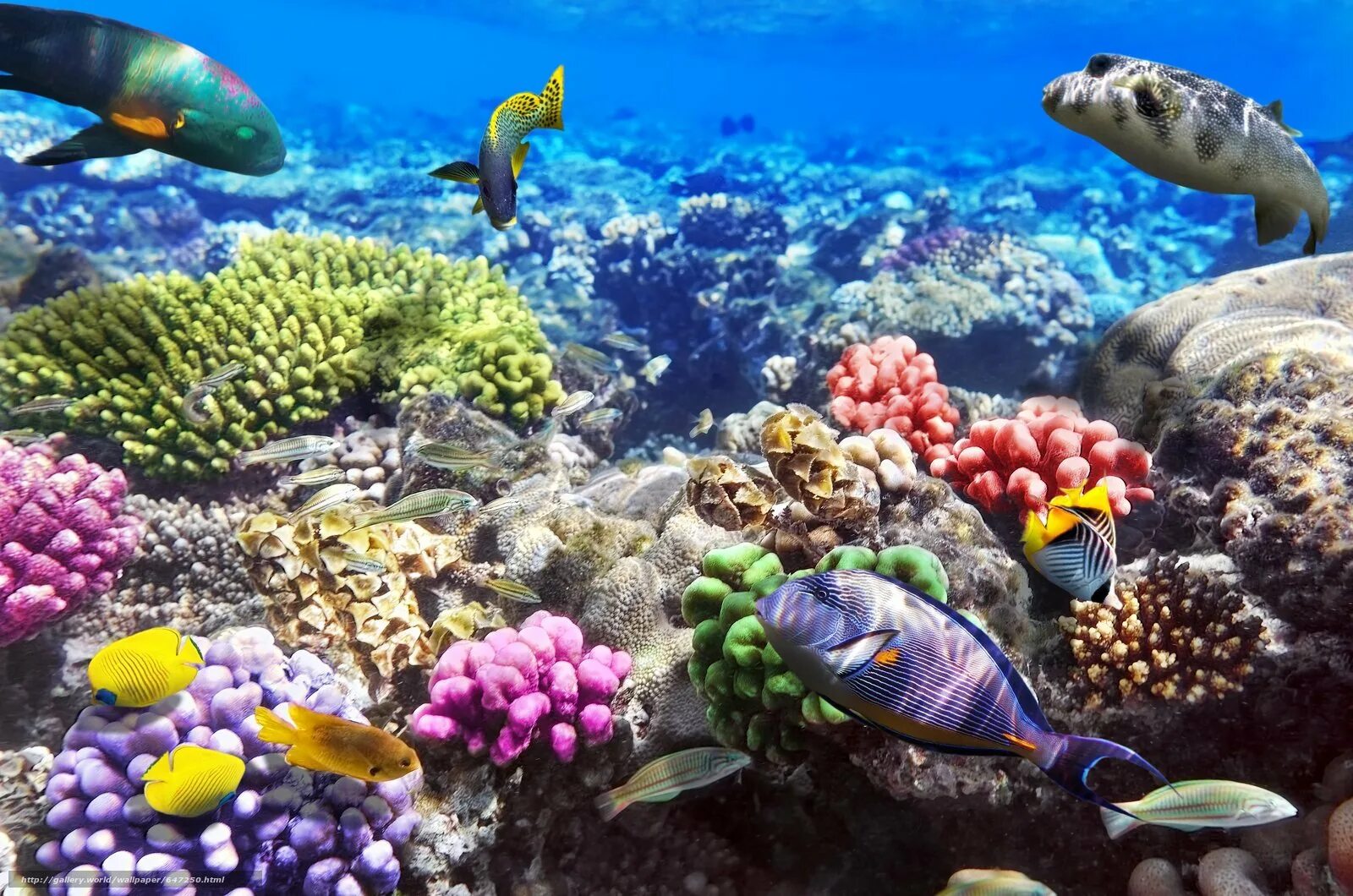 Коралловый риф в Шарм Эль Шейхе. Красное море Шарм-Эль-Шейх. Подводный мир Египта Шарм-Эль-Шейх. Кораллы в Шарм Эль Шейхе. More charms
