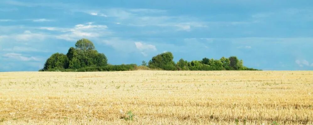 Полтавская область село Пески Козельщинский район. Полтавская область Гребенковский район Украина село. Корнеевка (Полтавская область). Полтавская область природа.