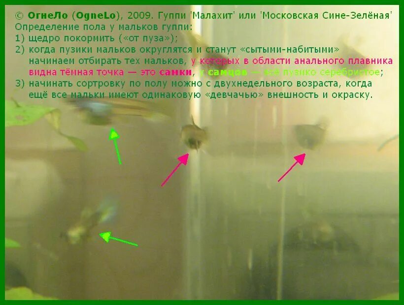 Сколько растут мальки. Мальки гуппи. Мальки гуппи 1 месяц. Как отличить пол малька гуппи. Мальки гуппи самки и самцы.