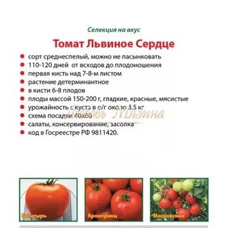 Томат львиное