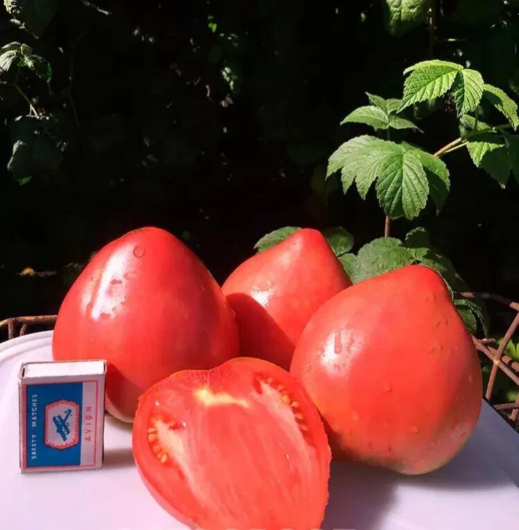 Урожайность томата кардинал. Помидоры Кардинал. Томат Кардинал. Сорт томата Кардинал. Кардинал семена помидор.