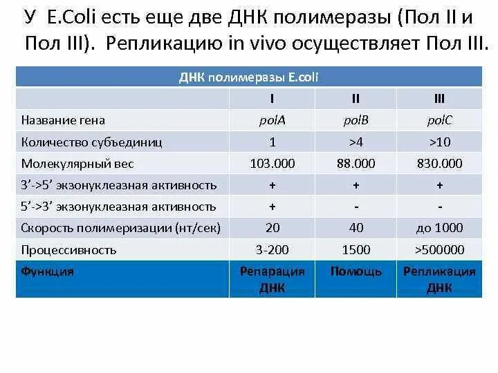 2 пол третьего. Днк полимераза 1 e coli. днк полимеразы в e.coli. характеристика днк полимераз. днк-полимеразы i, ii и iii таблица.