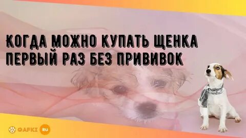 Можно купать щенка до прививки