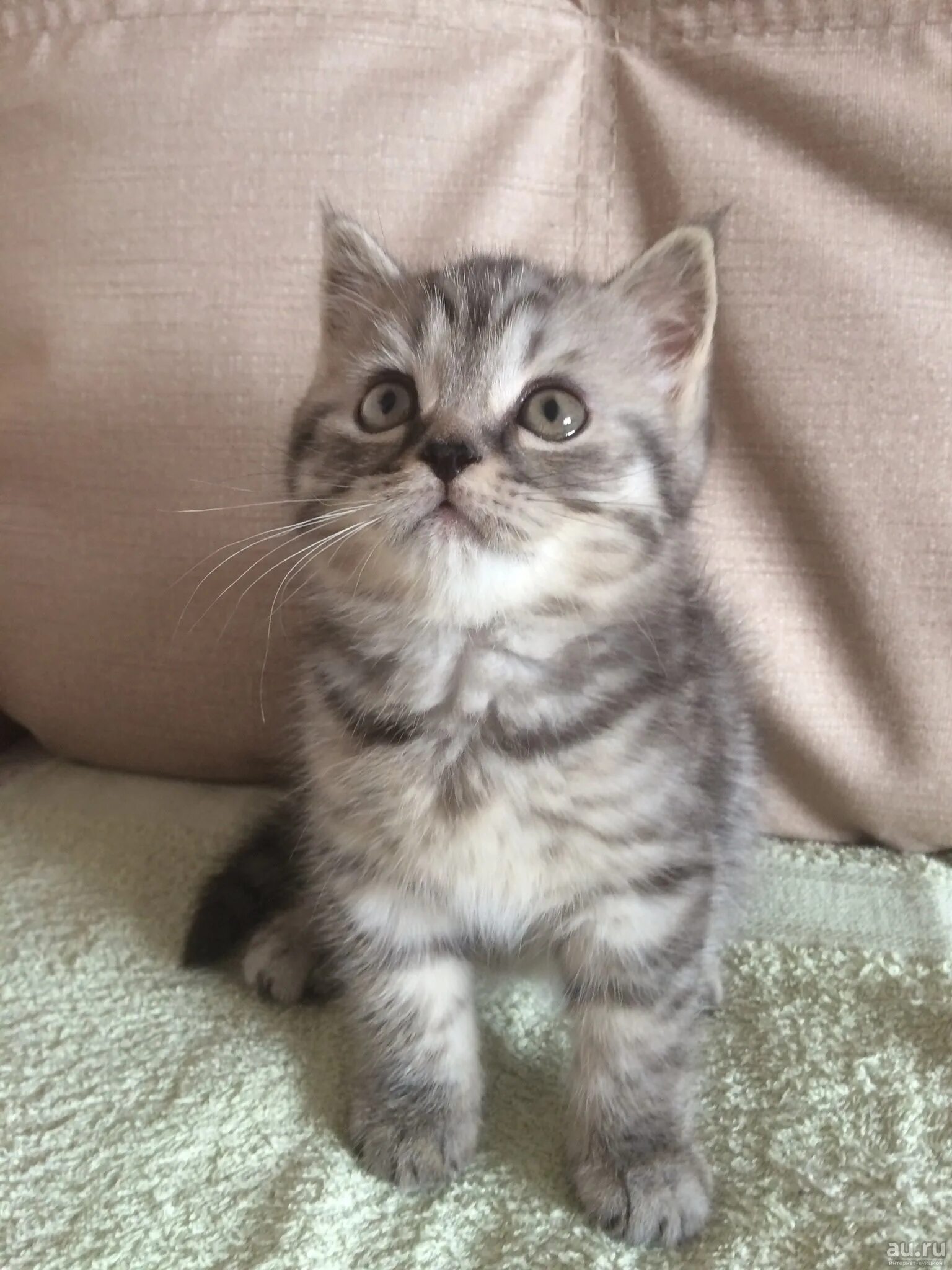 Шотландский кот с прямыми ушами. Шотландская прямая кошка. Британская прямоухая кошка. Шотландцы с прямыми ушками. Серый шотландский кот с прямыми ушами.