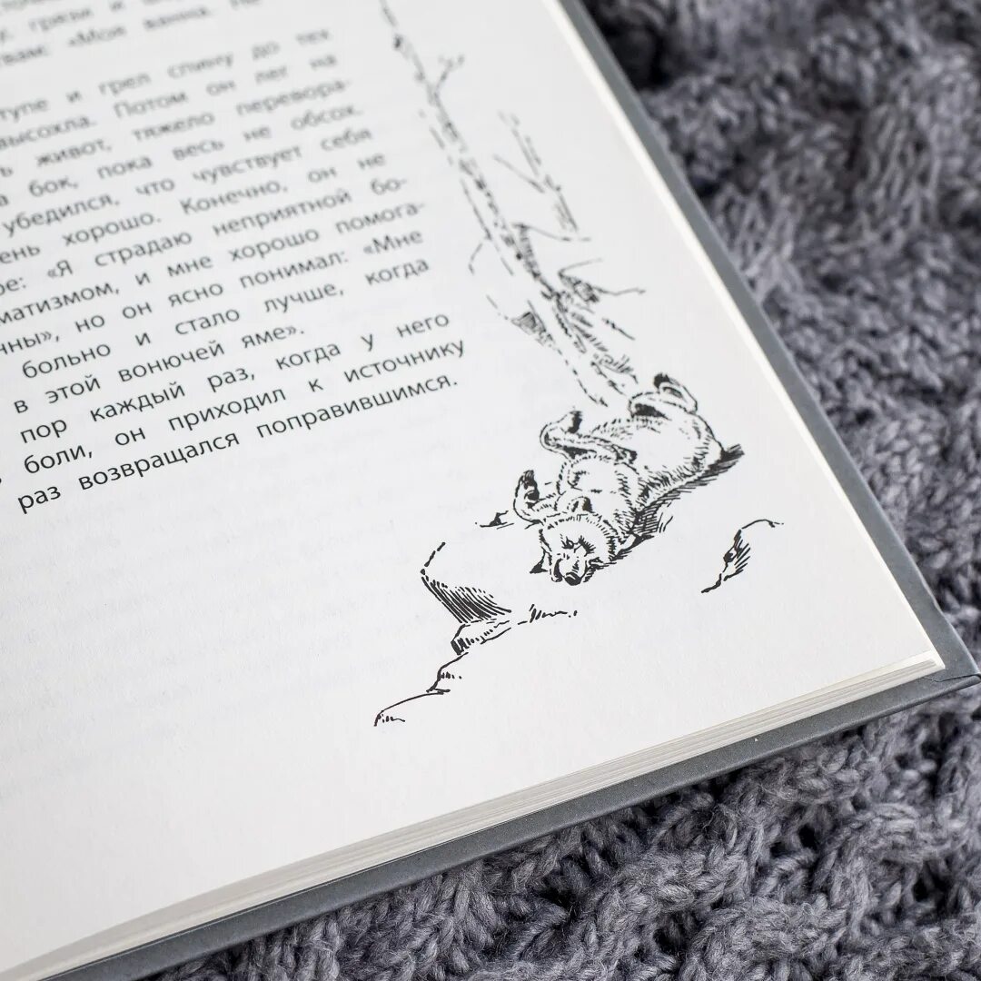 Эрнест сетон-томпсон жизнь серого медведя. Эрнест сетон-томпсон жизнь серого медведя. Жизнь серого медведя сетон томпсон. Эрнест сетон-томпсон рассказы. Жизнь серого медведя сетон томпсон.