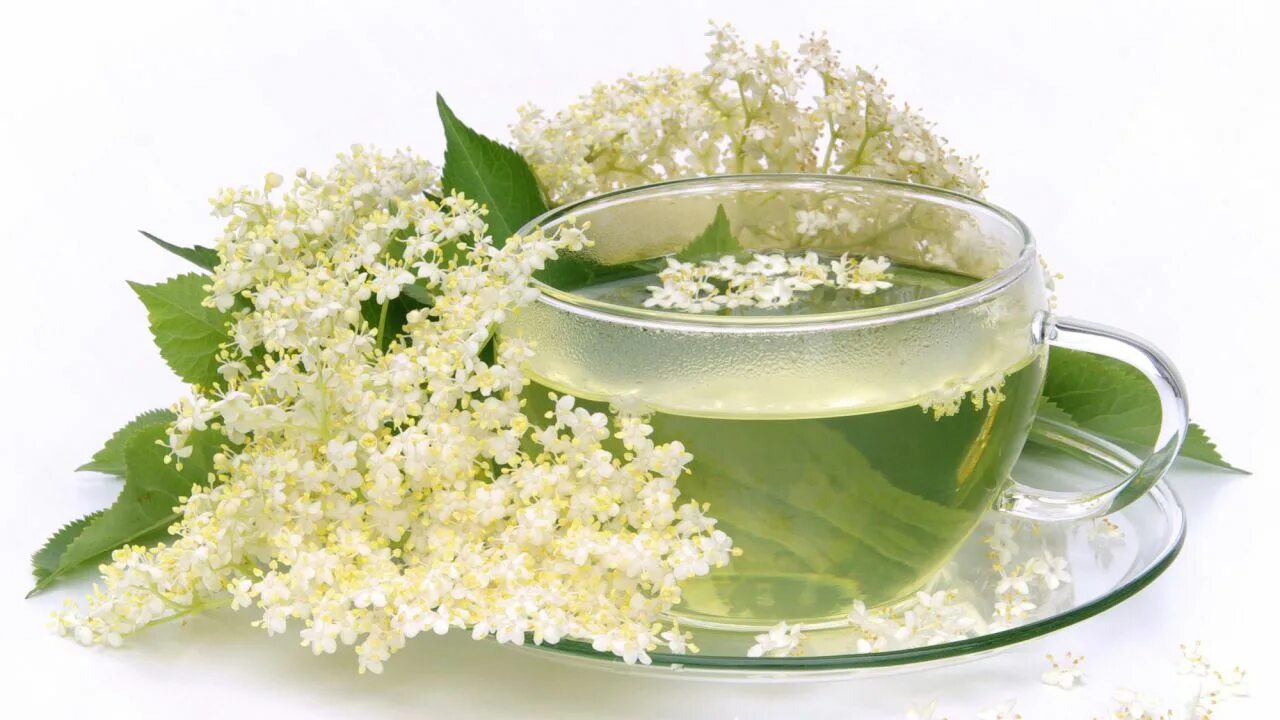 настой цветков бузины черной. цветов бузины чай. травы от простуды. отвар из бузины. черемуха.