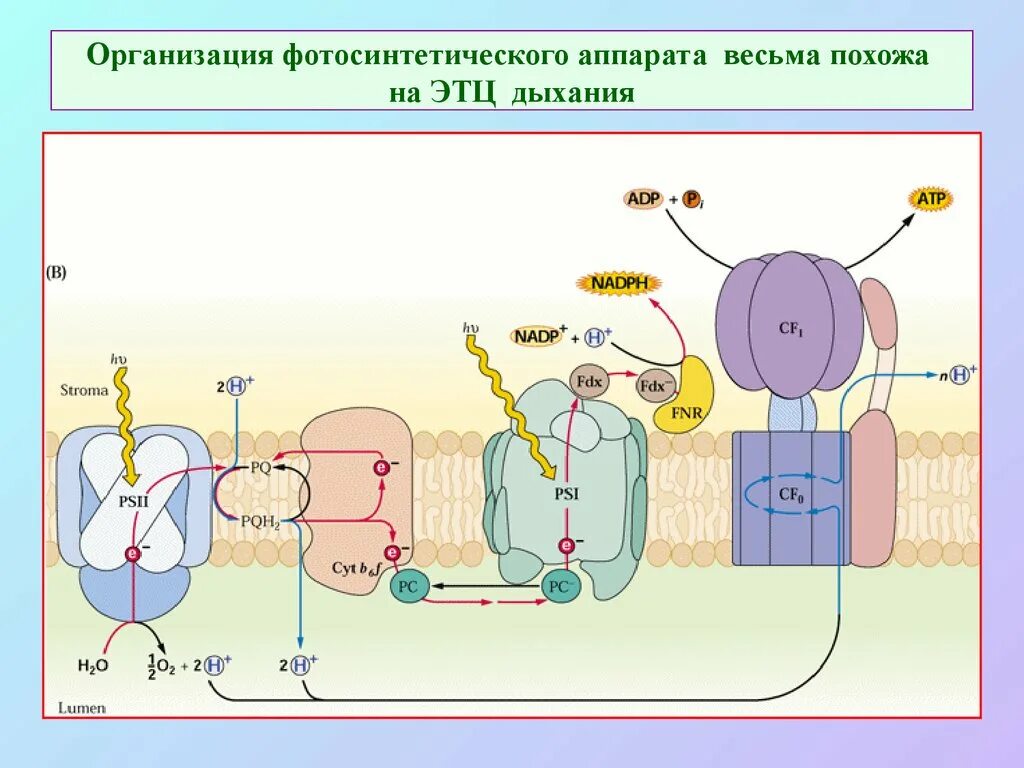 Образование протонного резервуара