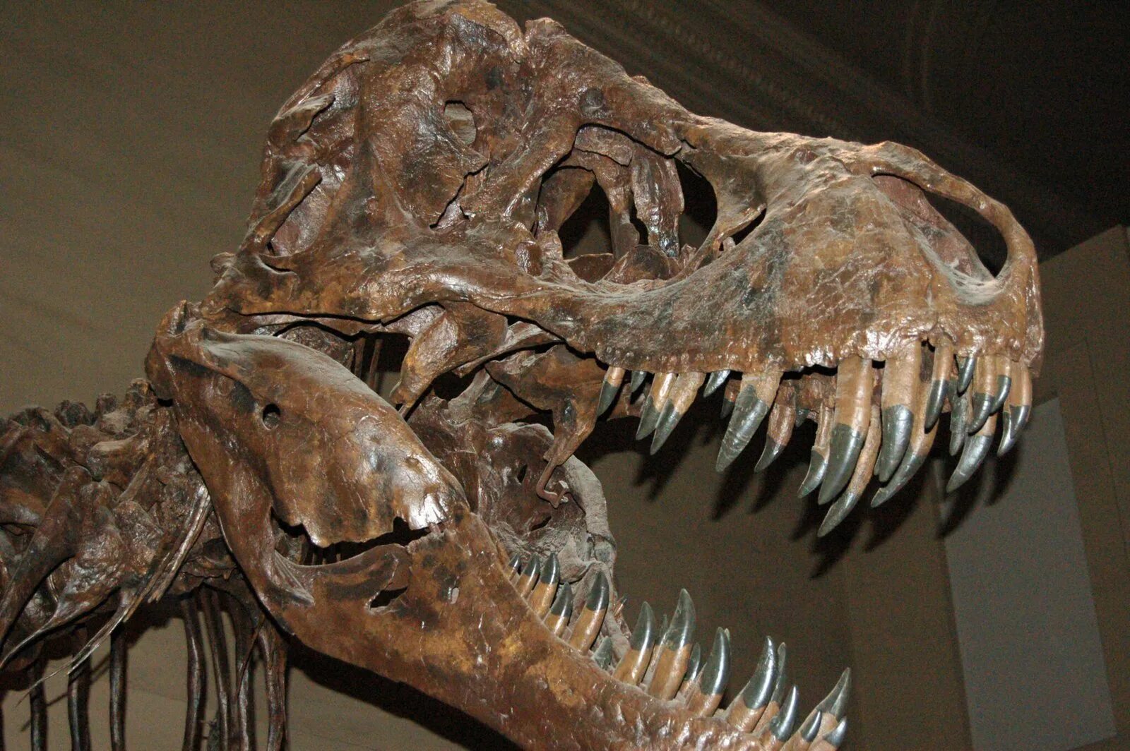 мезозойская эра вымирание динозавров. меопалеогеновое вымирание. травоядные динозавры. когда существовали динозавры. динозавры мезозойской эры.