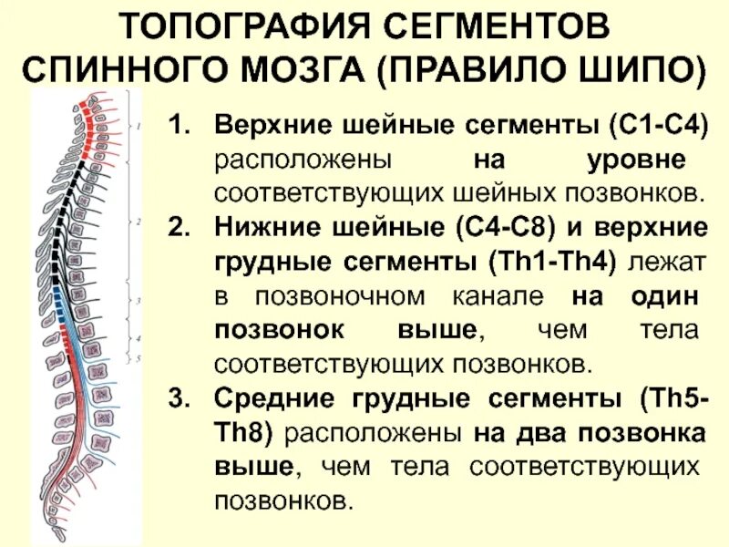 Уровне сегментов спинного мозга. Иомография сегментов спинного мозга. сегменты спинного мозга правило шипо. топография сегментов спинного мозга. шейные сегменты спинного мозга c1- c8.