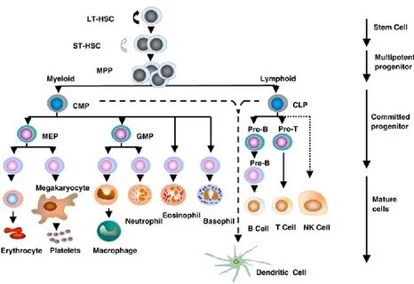 Cell systems