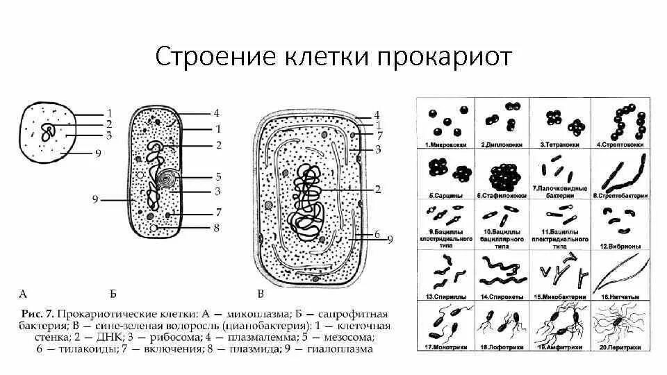 Прокариот схема. Схема строения прокариотической клетки. Строение клетки прокариот бактерии. Схема строения клетки прокариот. Нарисуйте схему строения прокариотической клетки..