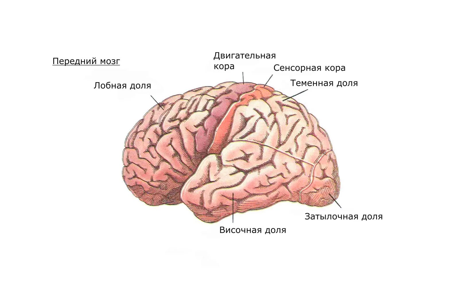 Строение переднего мозга человека. Строение лобной доли коры головного мозга. Задние доли мозга