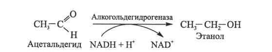 Этанол ацетальдегид. Превращение этилового спирта в уксусный альдегид. Превращение этанола в уксусный альдегид. Этанол алкогольдегидрогеназа.