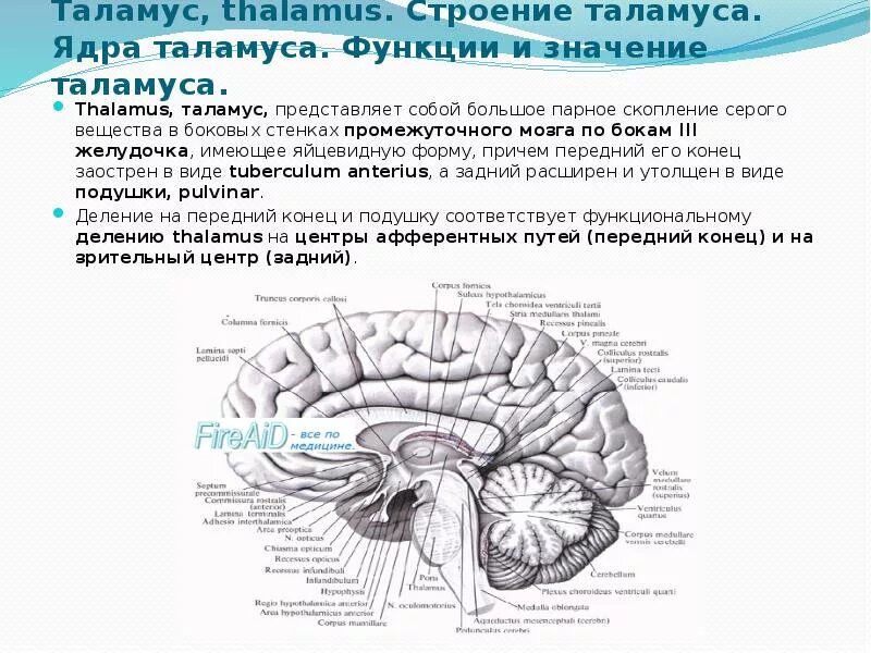 Подушка таламуса анатомия. Промежуточный мозг подушки таламуса. Медиальная поверхность промежуточного мозга. Мозговая полоска таламуса. Воспаление головного мозга латынь