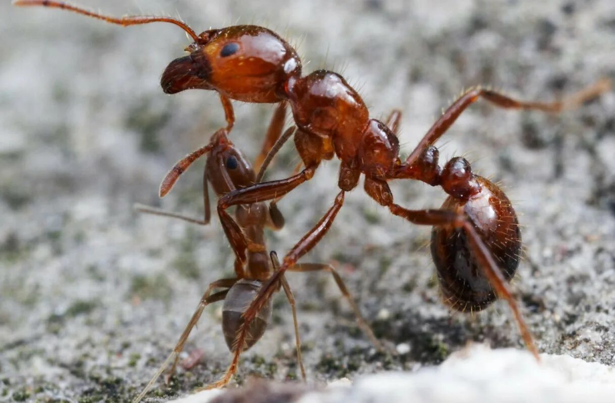 Аргентинский муравей суперколонии. Муравей Марикопа. Муравей-Жнец Марикопа. Огненные муравьи (Solenopsis Invicta).