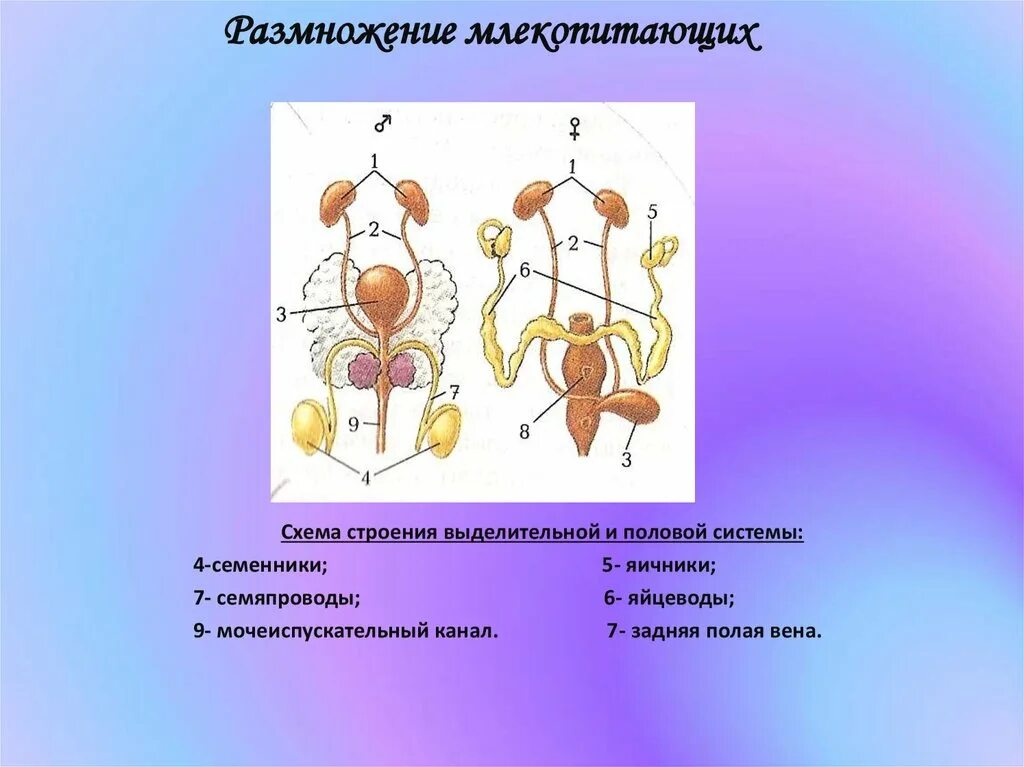 Половые признаки млекопитающих. Схема половой системы млекопитающих. Строение выделительной системы млекопитающих 8 класс. Репродуктивная система млекопитающих схема. Система размножения млекопитающих.