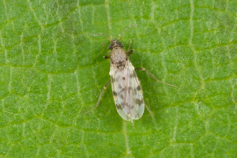 Мокрецы ceratopogonidae. Мокрецы двукрылые. Мокрецы. Мокрецы двукрылые. Мокрецы кровососущие.