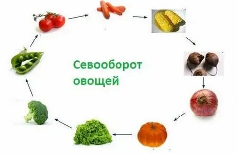Чередование культур