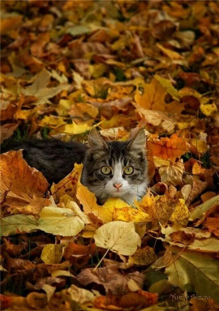 Кот листик. Осенний кот. кошка в листве. кошка в осенней листве. котенок в осенней листве.