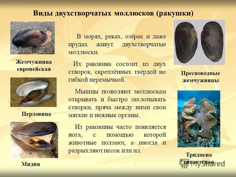Как человек использует моллюсков