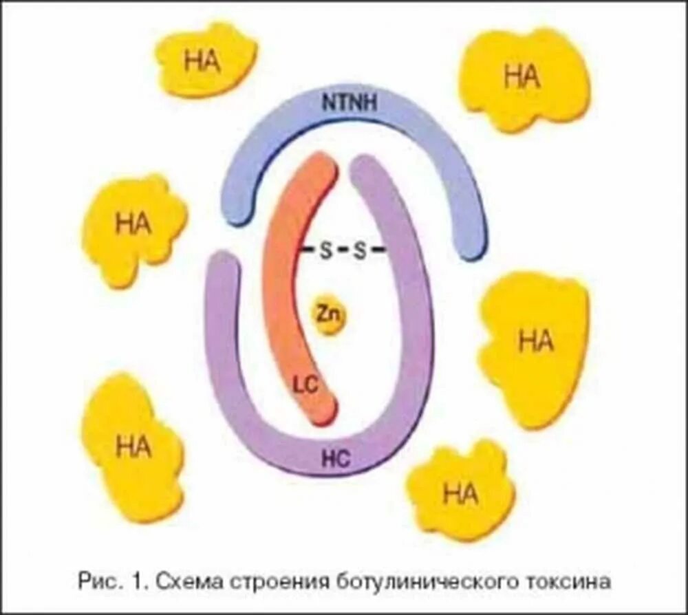 Механизм действия ботулинического токсина типа а. Клостридии ботулинум токсин. Действие ботулинического токсина. Механизм действия ботулинотоксинов. Механизм действия ботулотоксина схема.