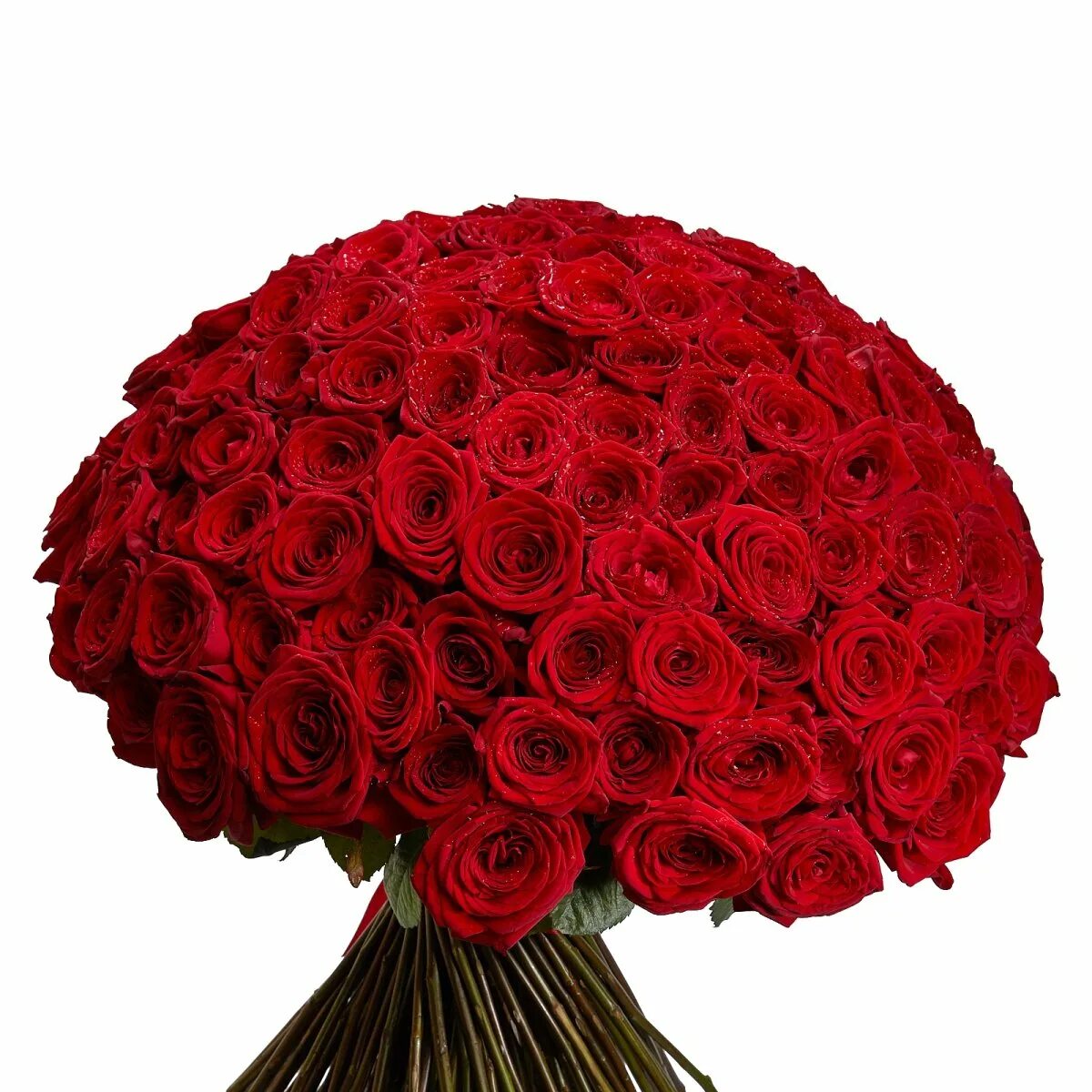 Букет красных роз. Шикарный букет красных роз. Букет роз огромный. Огромный букет красных роз. В букете было красных роз