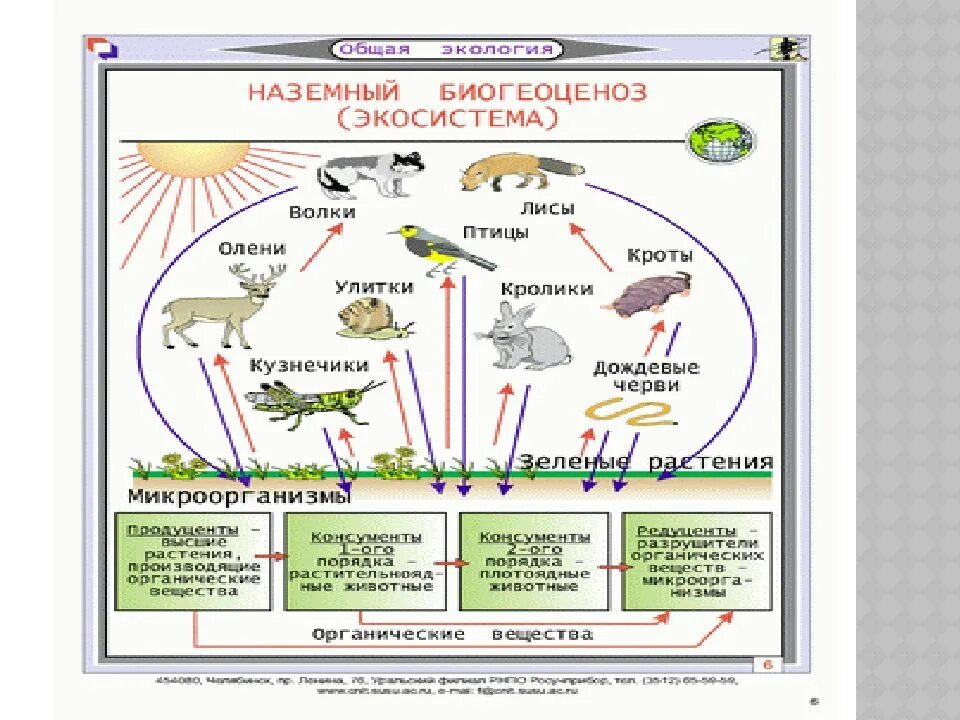 Пищевая цепь нектар муха. Структура экосистемы биология. Структура экосистемы схема 11 класс биология. Что такое экосистема в биологии 10 класс. Схеме структуры биогеоценоза (экосистемы):.