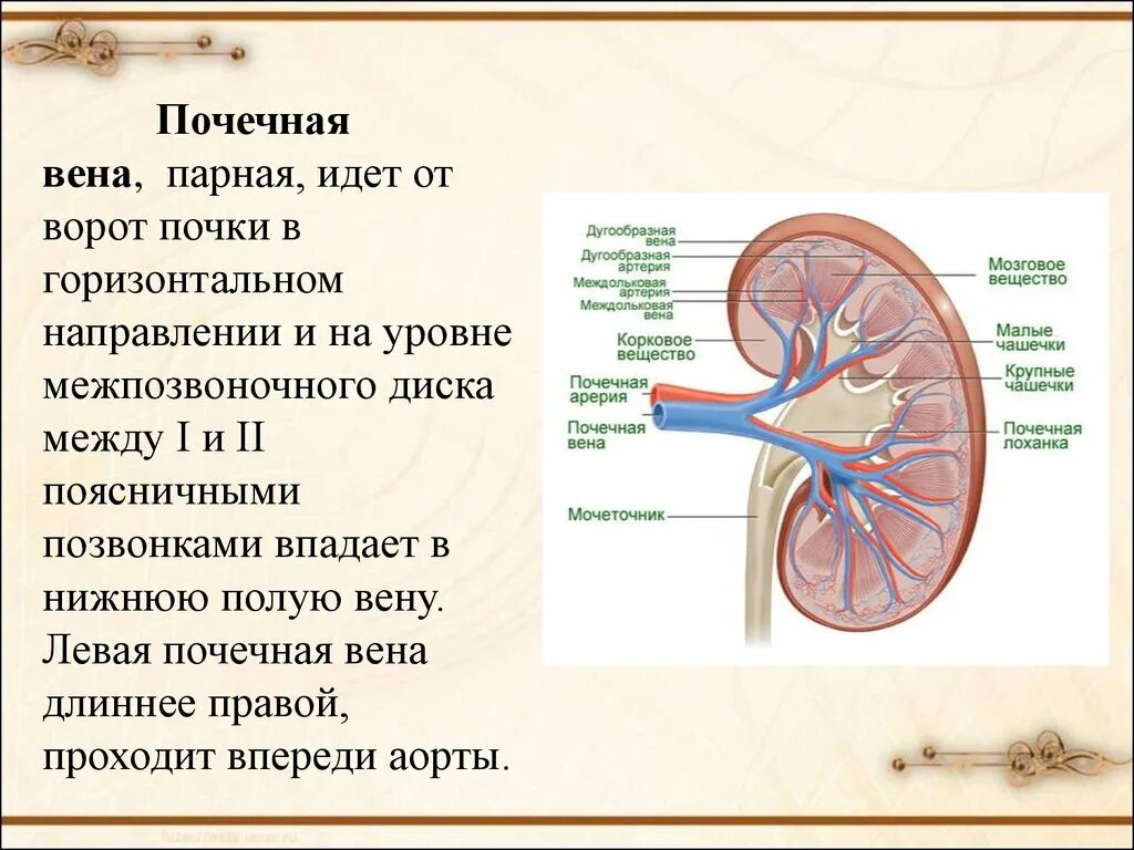 Какие капилляры в почках. Почечная лоханка почечная Вена почечная артерия.