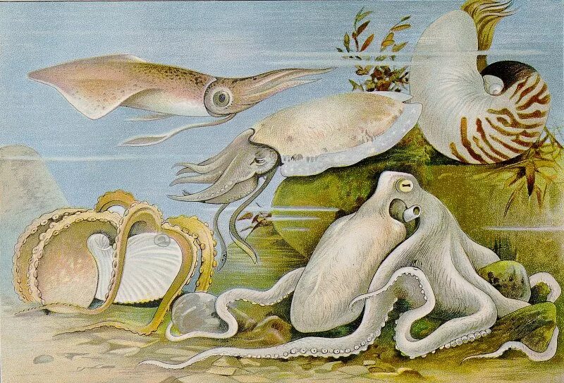 Головоногий рисунок. Головоногие моллюски Аргонавт. Моллюск Аргонавт Наутилус. Наутилус Аргонавт головоногих. Наутилус осьминог каракатица кальмар.