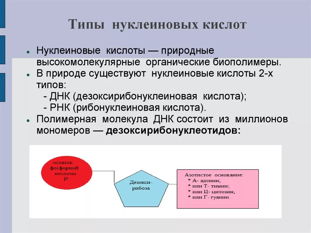 Элементы состава нуклеиновых кислот. Типы нуклеиновых кислот. Нуклеиновые кислотытвиды. Типы нуклеиновых кислот ДНК. Нуклеиновые кислоты типы нуклеиновых кислот.