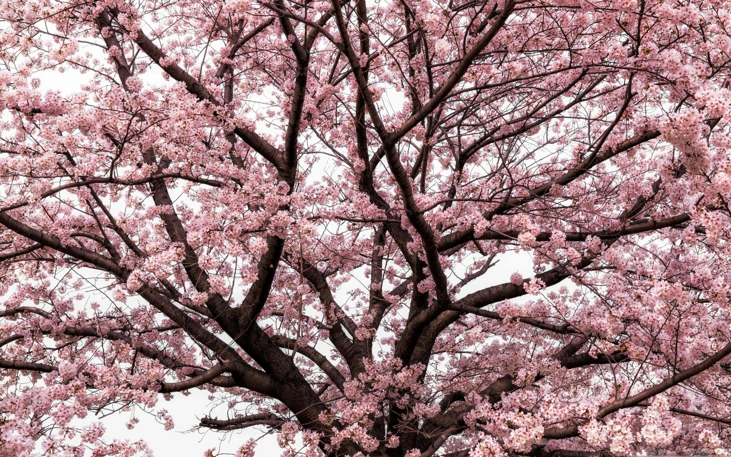 Озон сакура. Черри блоссом дерево. Сакура черри блоссом дерево. Pink черри блоссом дерево деревья. Японская Сапура дерево.