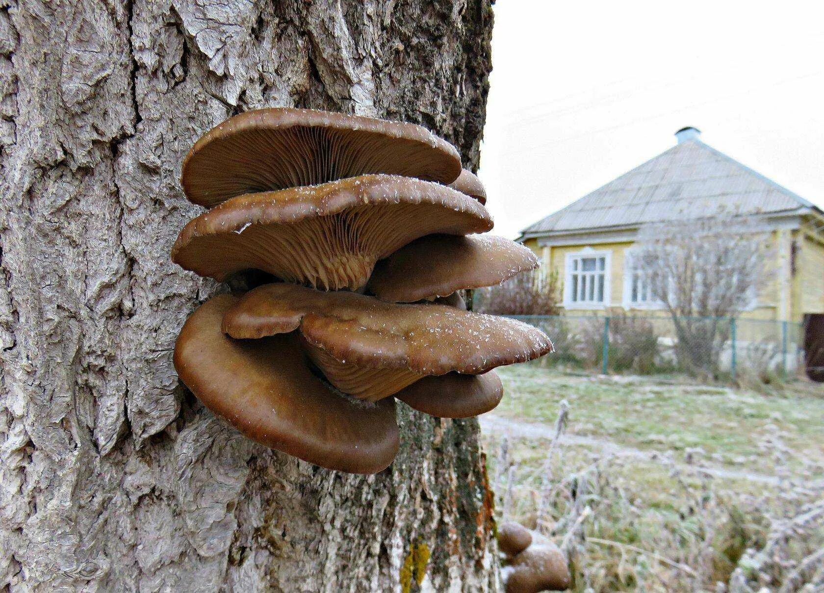 древесный грибок. грибы в деревне. грибы трутовики пластинчатые съедобные. трутовик вешенки. трутовик пластинчатый гриб.