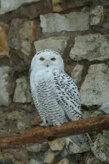 Бел сова 8
