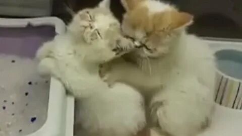 Кот делает массаж