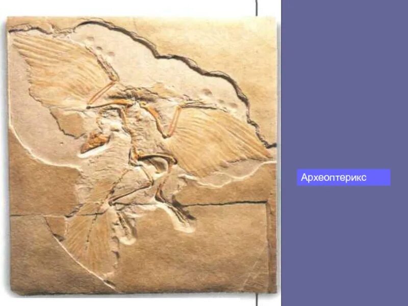 Мезозойская Эра Археоптерикс. Археоптерикс скелет отпечаток. ЕГЭ отпечаток археоптерикса. Археоптерикс рисунок ЕГЭ. На рисунке изображена реконструкция археоптерикса