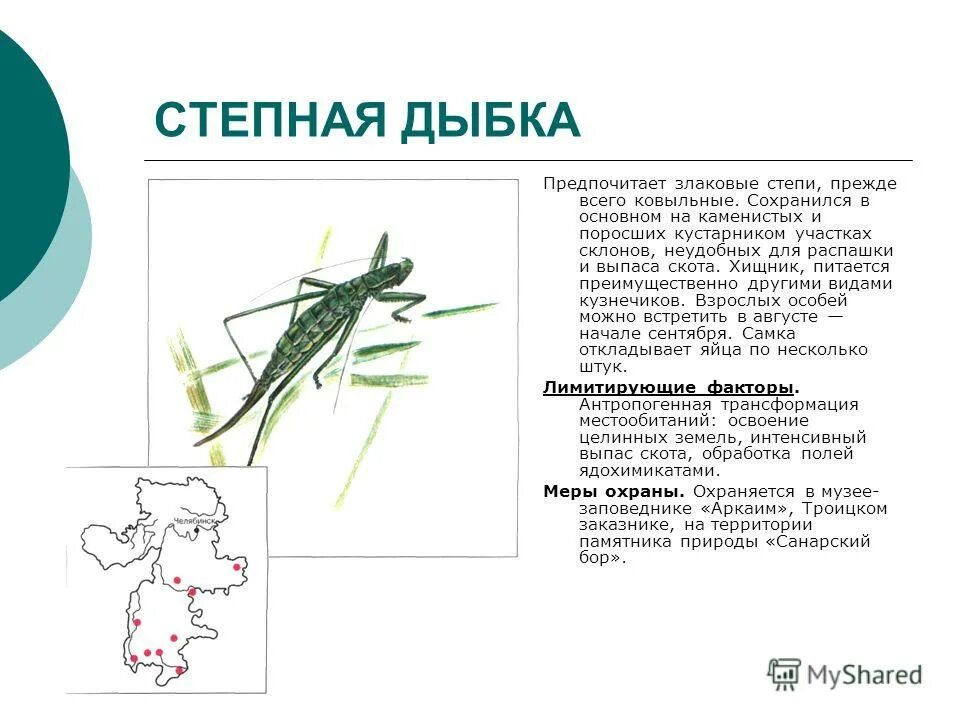 Презентация на тему Дыбка Степная. Дыбка Степная самка. Дыбка Степная презентация. Coобщение на тему Степная Дыбка.