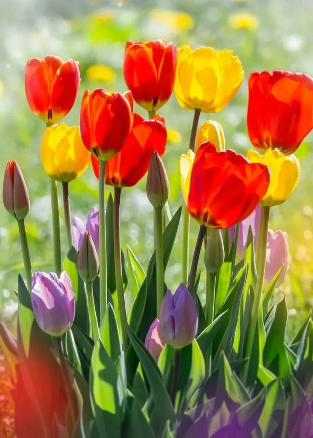 Тюльпаны разноцветные. Тюль разноцветная. Яркие цветы. Яркие весенние цветы.
