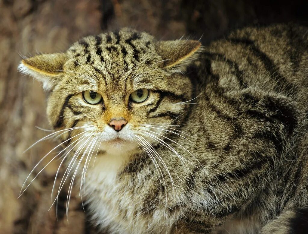 Среднеевропейский дикий Лесной кот. Европейский Лесной кот камышовый. Шотландский дикий Лесной кот. Шотландская Дикая Лесная кошка. Дикие кошки котов