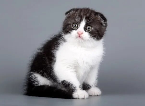 Вислоухий кот фото черно белый