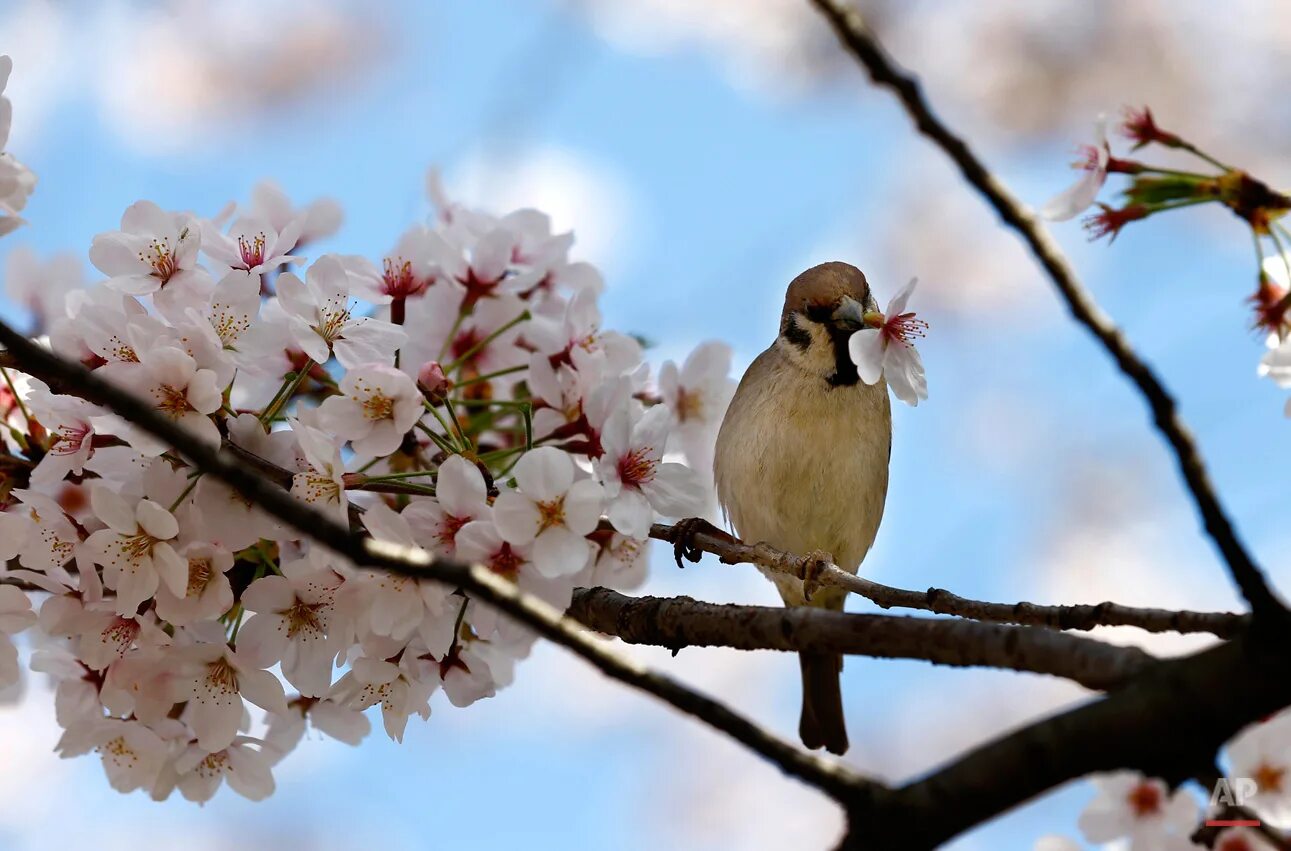 Весенние птицы на дереве. Весенние птички. Цветущие деревья и птицы. Птицы весной.