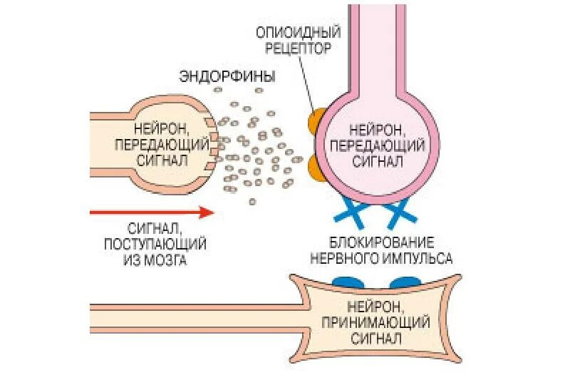 Просто выброс эндорфина скажи почему. Механизм действия эндорфинов. Роль эндорфинов в организме человека. Эндорфины рецепторы. Опиоидные рецепторы механизм действия.