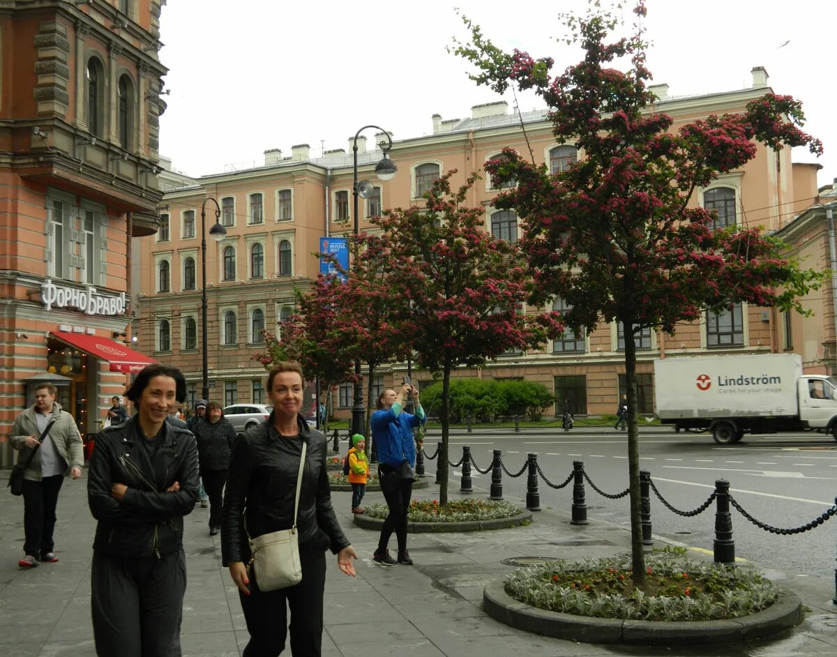 Петербург л н толстой. Боярышник Пауль Скарлет на площади Льва Толстого. Боярышник Пауль Скарлетт. Площадь Толстого в Петербурге. Льва Толстого СПБ.