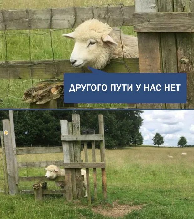 Мы не пашем не сеем не строим. Мы не сеем и не пашем.