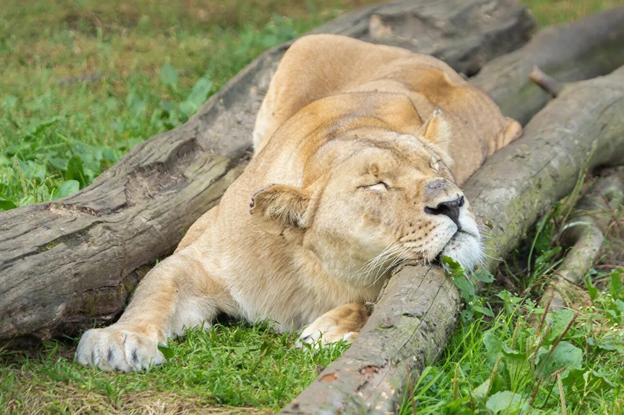 Собака бульдог. Видеть во сне животных разных. Собачка спит. Видеть во сне животных разных. Собаки спят в обнимку.