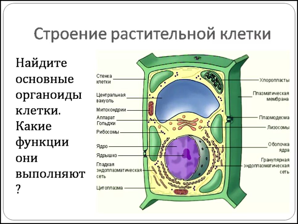 Строение клетки основные органоиды их строение и функции. Органоиды растительной клетки схема. Строение растительной клетки и функции ее органоидов. Строение растительной клетки основные органоиды.