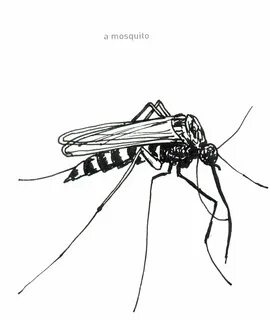 Комар обыкновенный рисунок