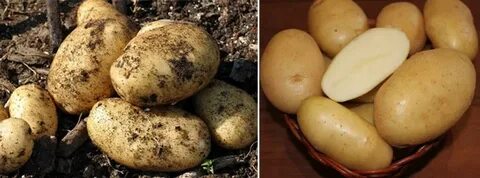 Картофель крепыш