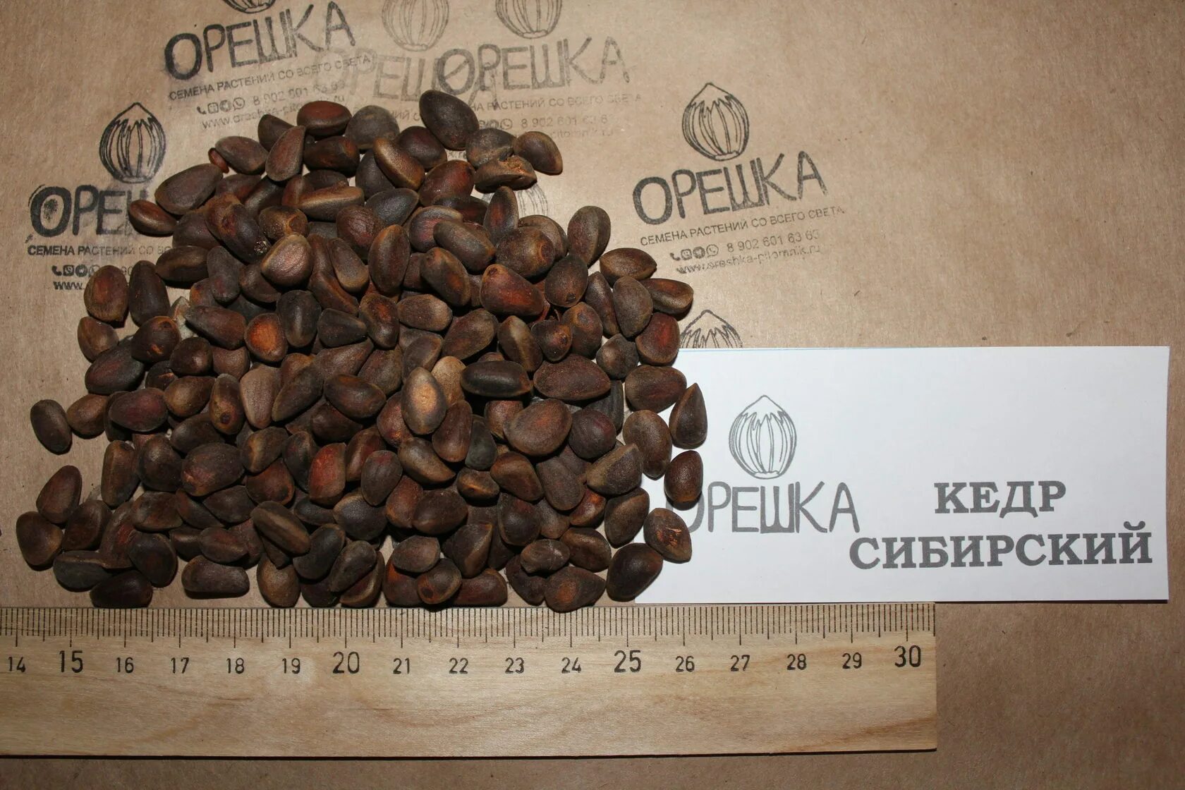 Сосна кедровая корейская семена. Калифорнийский кедр шишки. Семена сосны кедровой сибирской. Кедр корейский семена. Семена сосны кедровой сибирской.