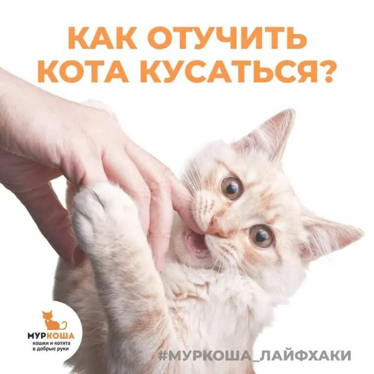Почему кот кусает без причины. Как отучить котенка кусаться и царапаться. как отучить кота кусаться. британская кошка кусается и царапается. как отучить котенка кусаться и царапаться за руки и ноги.