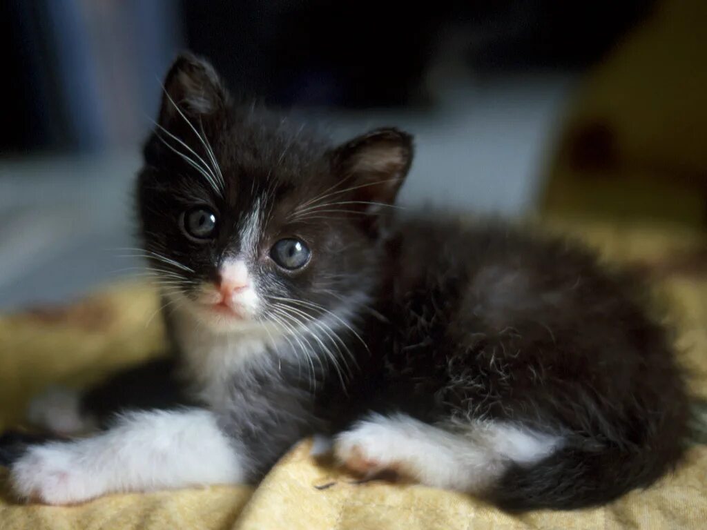 породистые сибирские кошки. котенок шелехов. сибирская кошка. милый котик. рыжий котёнок.